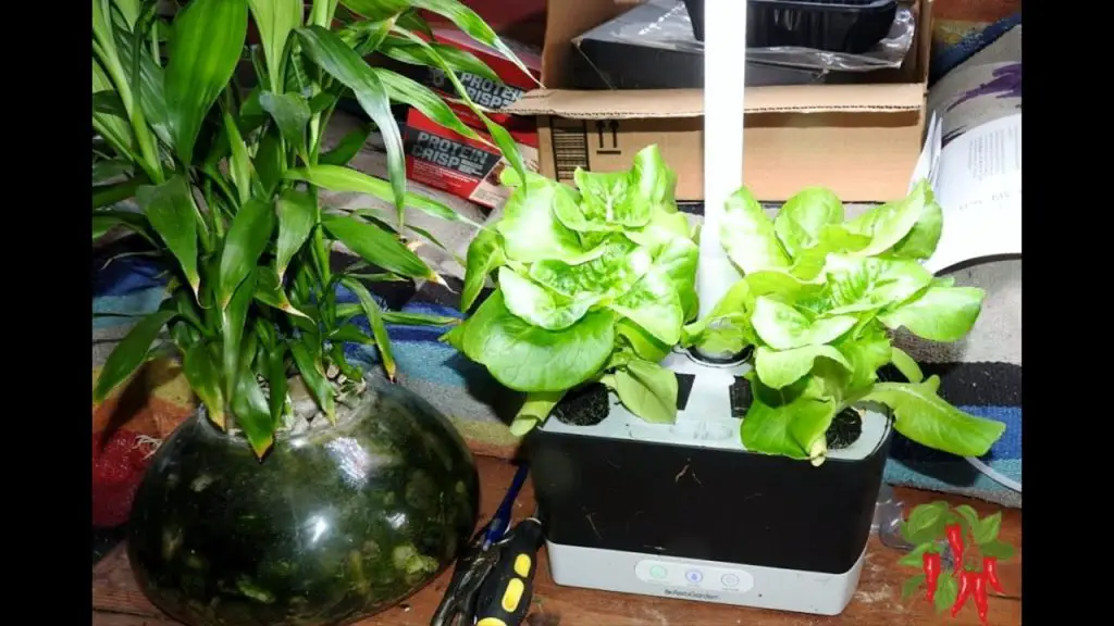 AeroGarden Harvest Growing Lettuce suitable for countertops