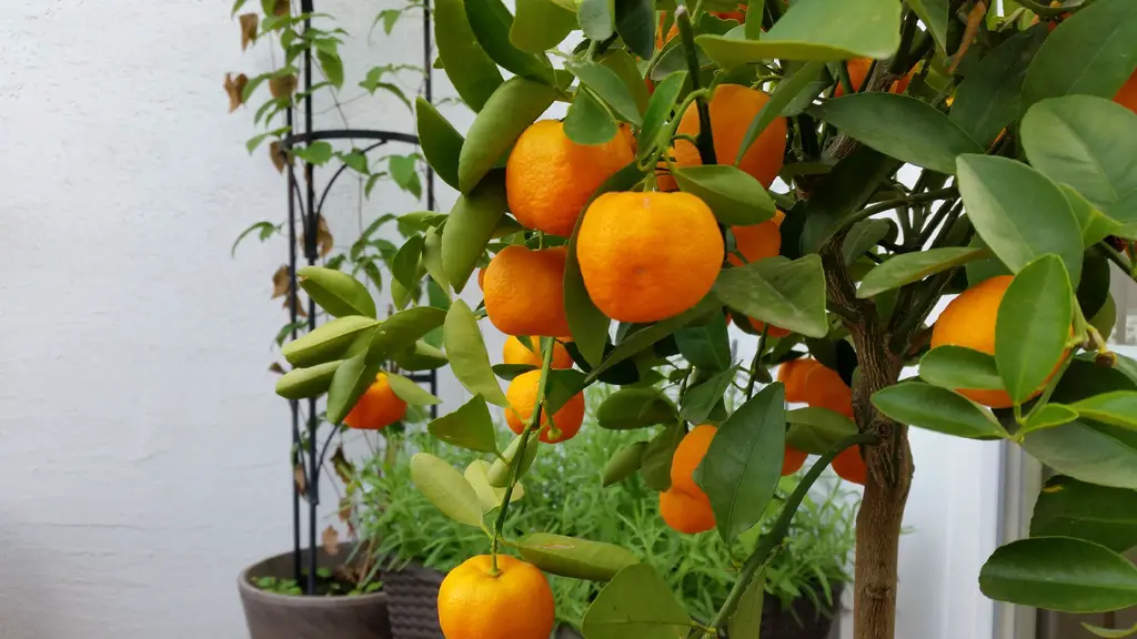The best dwarf citrus varieties to grow indoors - clementine orange