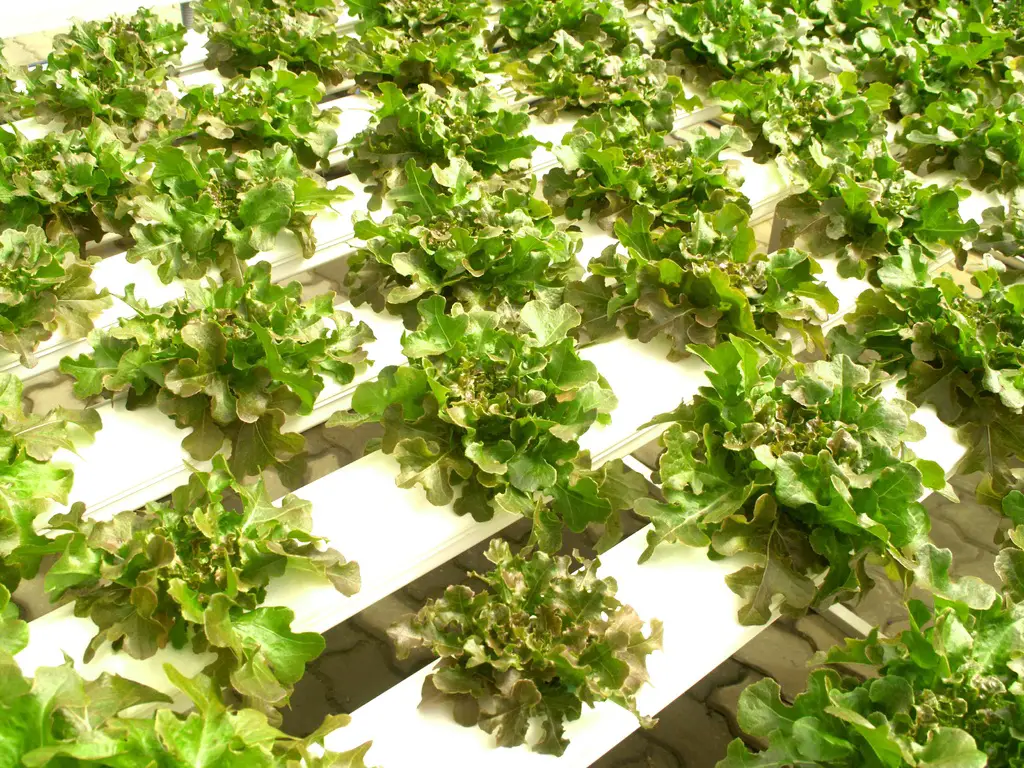 What Are The Pros And Cons Of Hydroponic Gardening?