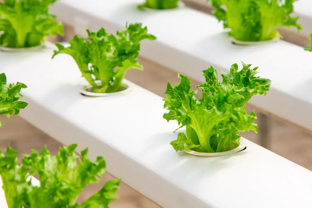 What Is Needed for Hydroponic Gardening?
