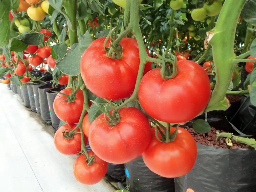 Urban Gardening Advantages - vine ripe tomatoes