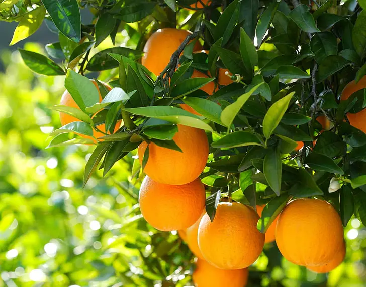 ripening citrus