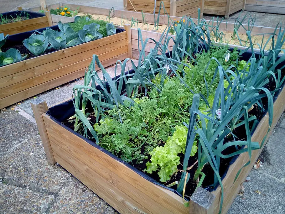 Urban Balcony Gardening - Why is Urban Gardening Important?