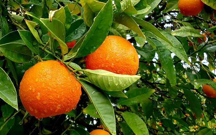 oranges on citrus tree