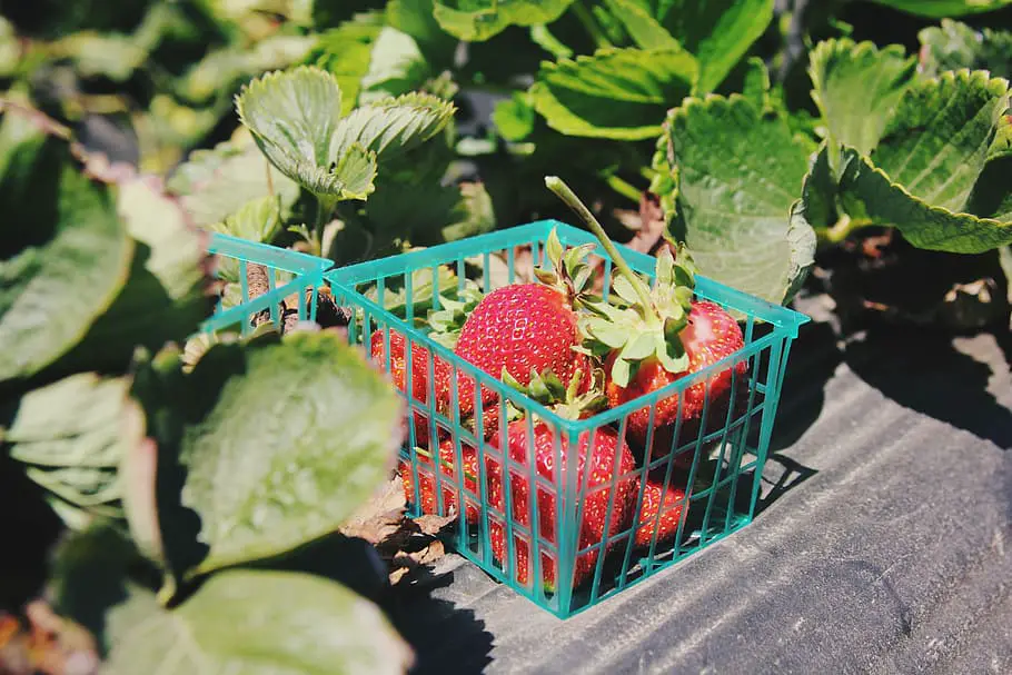 Strawberries growing in a backyard urban garden