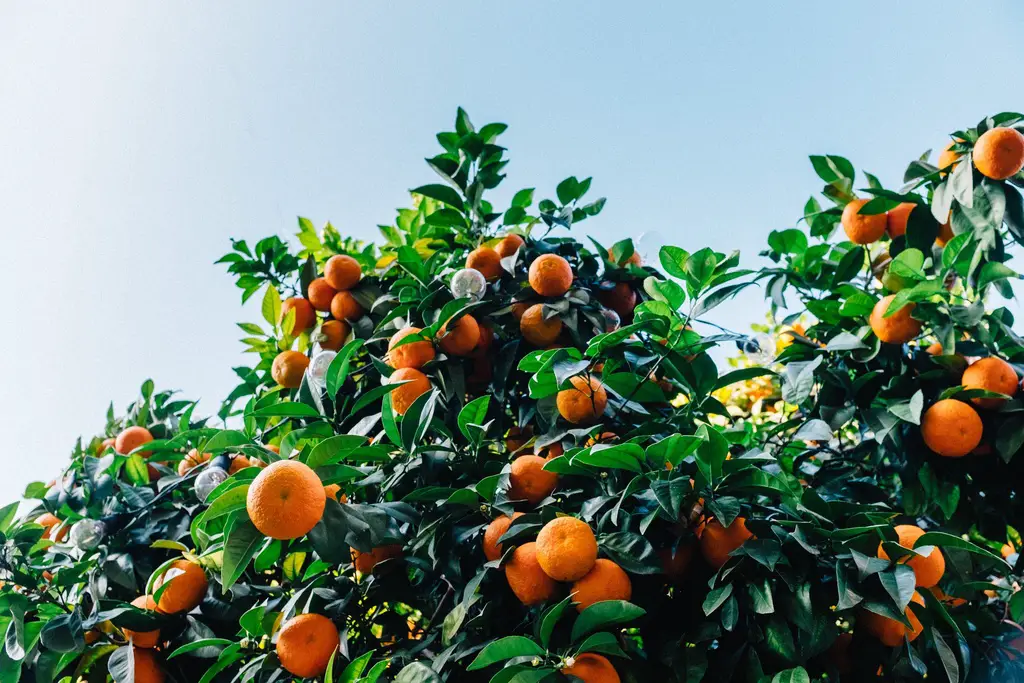 Growing Dwarf Citrus Trees Indoors 