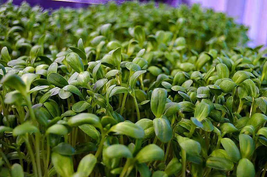 Sunflower Microgreens