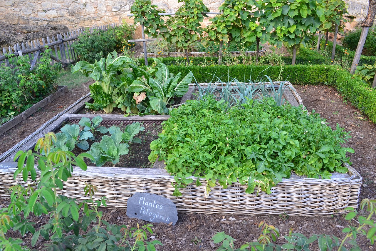 The Beginner's Guide to Starting a Backyard Urban Garden