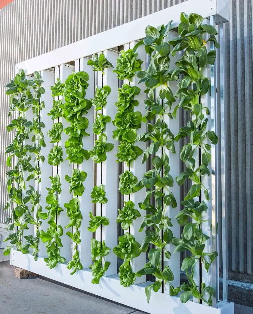 Vertical Apartment Gardening Benefits - Lettuce and Bok Choi Green Wall